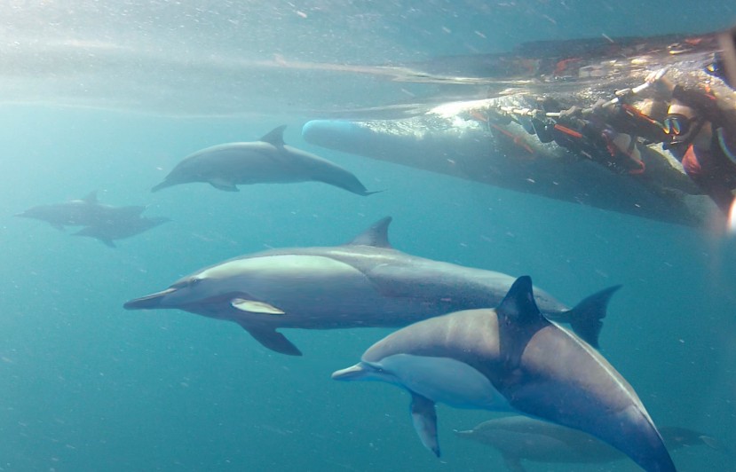 Dolphin Swim Australia - Attractions Brisbane
