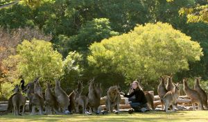 Lone Pine Koala Sanctuary - Attractions Brisbane
