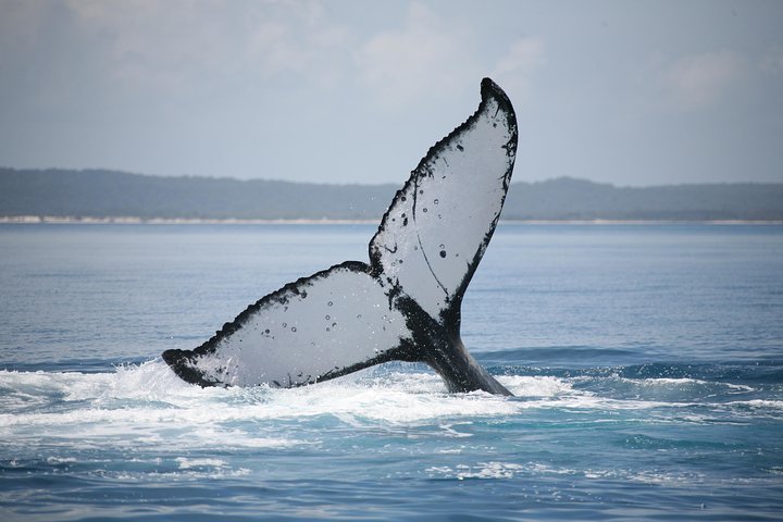 Hervey Bay Whale Watching Cruise - Attractions Brisbane